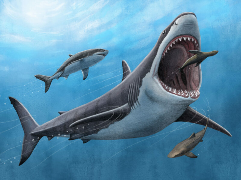 Megalodon+illustration+Alex+Boersma+PNAS