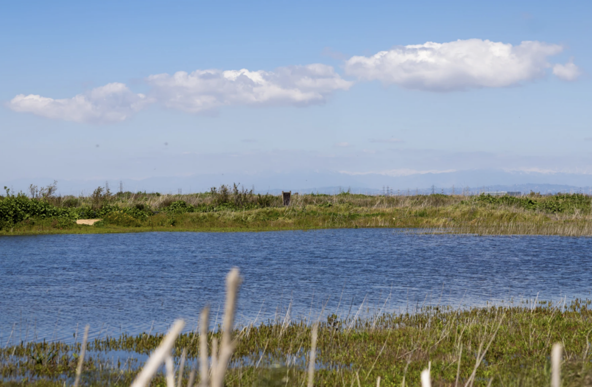 An ephemeral wetland at Fairview Park in Costa Mesa | Brian Feinzimer