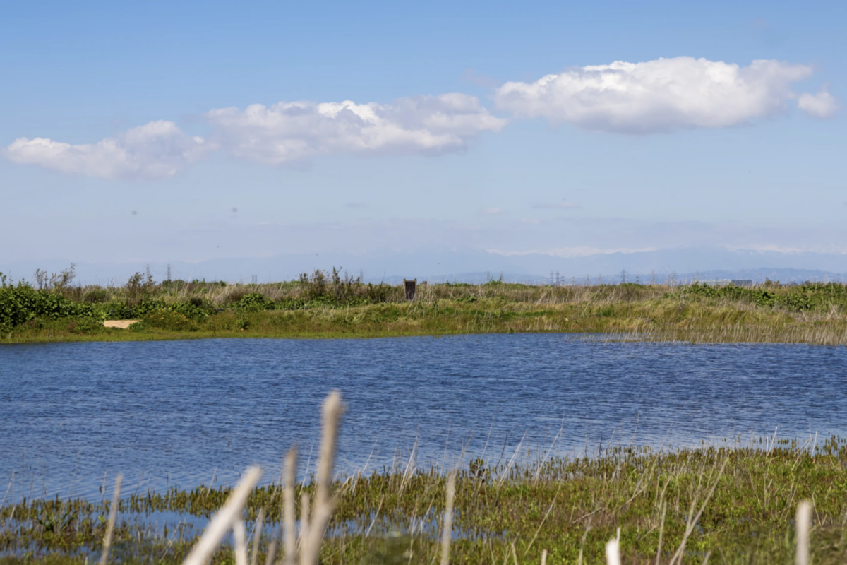 An ephemeral wetland at Fairview Park in Costa Mesa | Brian Feinzimer