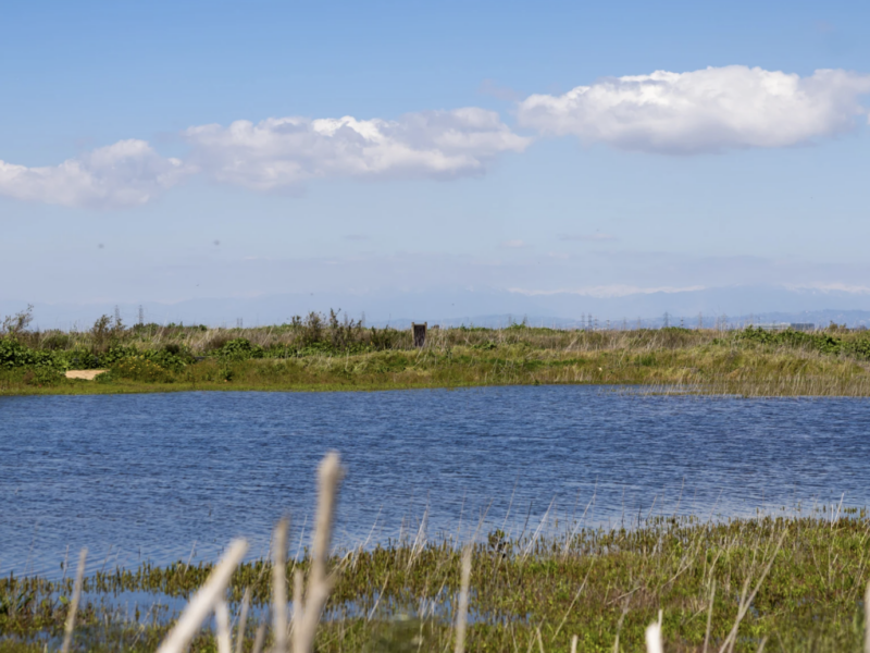 An ephemeral wetland at Fairview Park in Costa Mesa | Brian Feinzimer