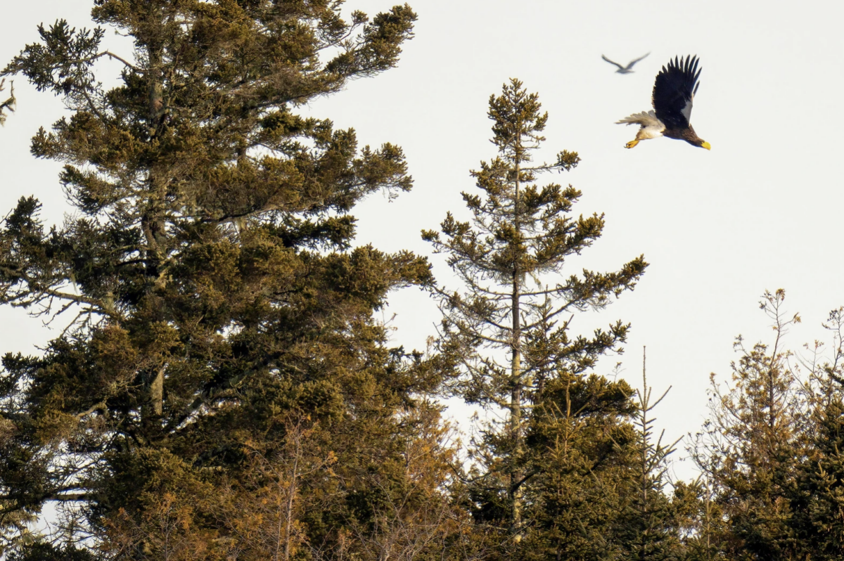 Bird Vagrancy Morgan Tingley Benjamin Tonelli