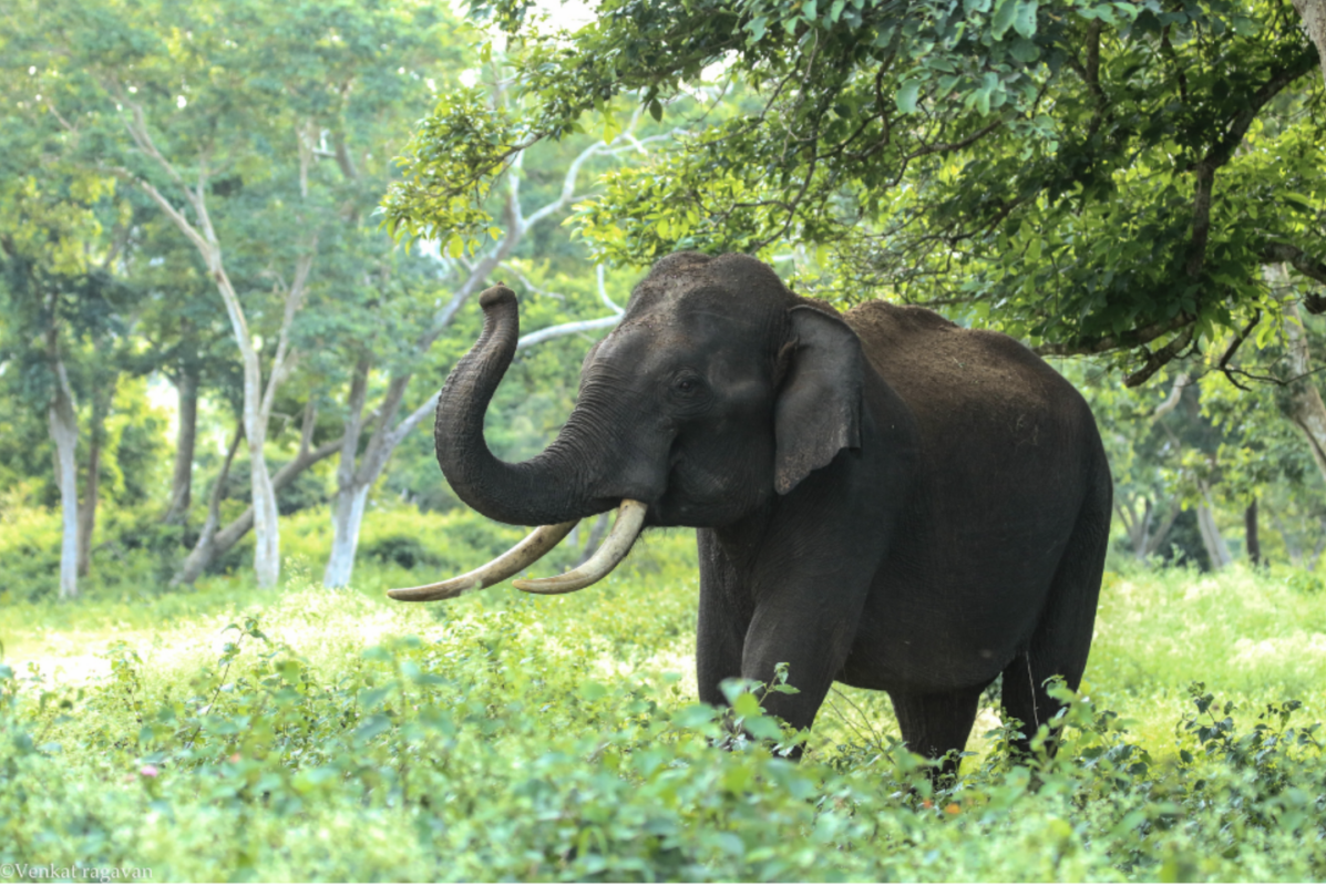 Elephant