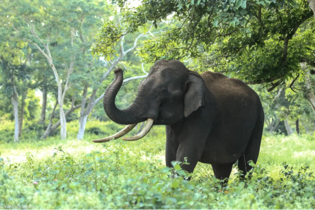 Elephant