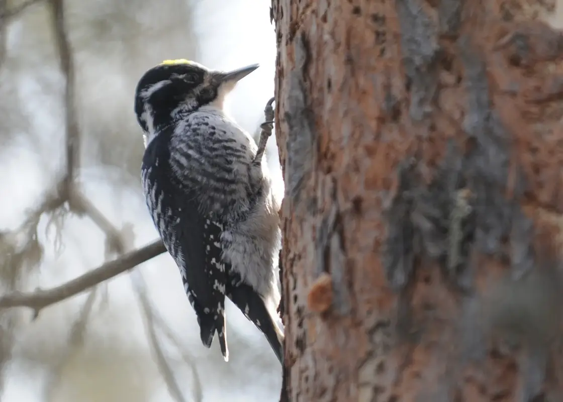 three-toed woodpecker, which feeds on the grubs of wood-boring beetles | Aaron Hinks