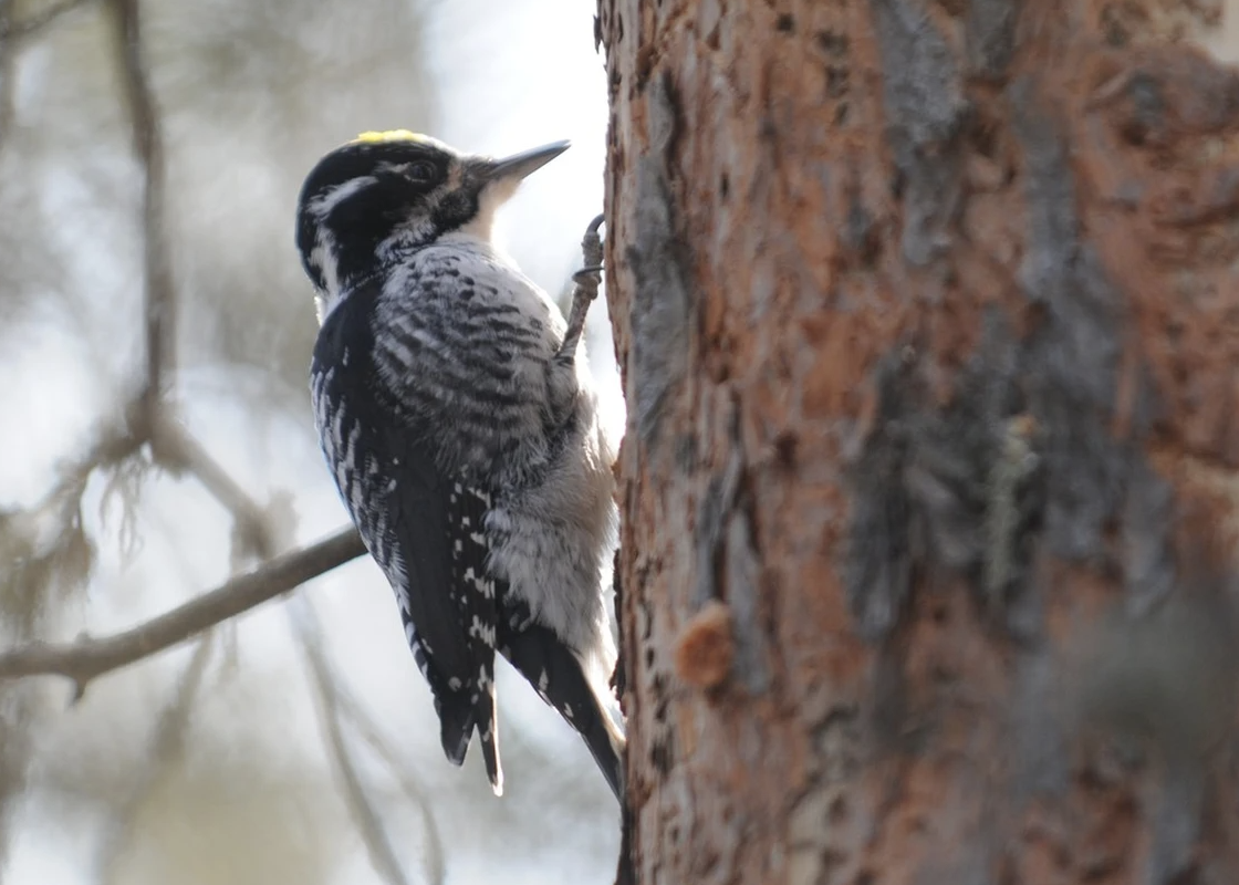 three-toed woodpecker, which feeds on the grubs of wood-boring beetles | Aaron Hinks