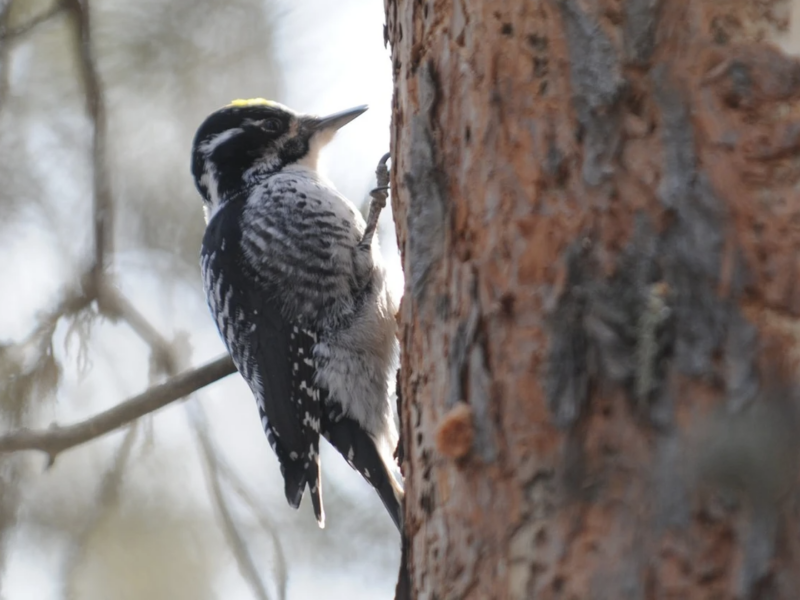 three-toed woodpecker, which feeds on the grubs of wood-boring beetles | Aaron Hinks