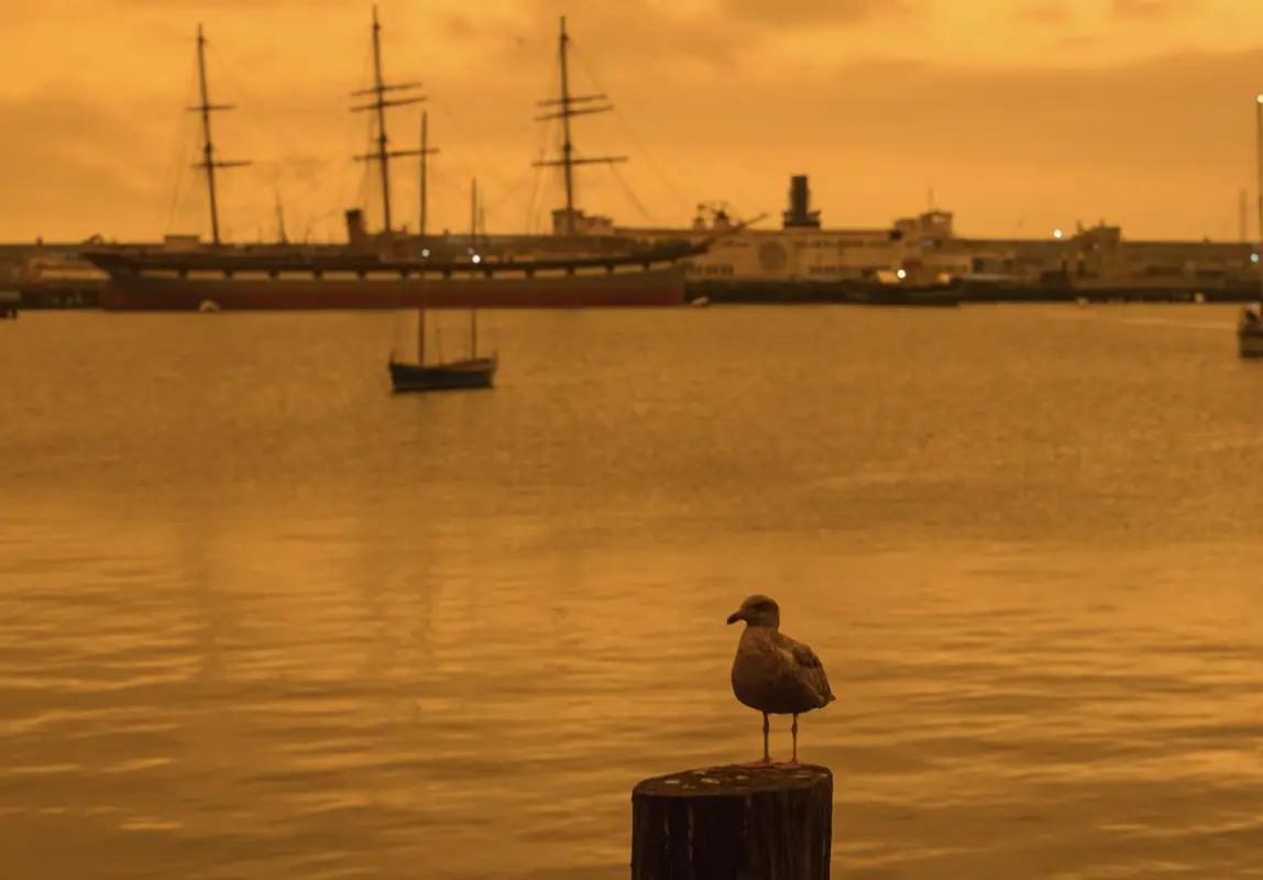 A seagull in this 2020 photo rests against a smoky backdrop in San Francisco | Jana Asenbrennerova