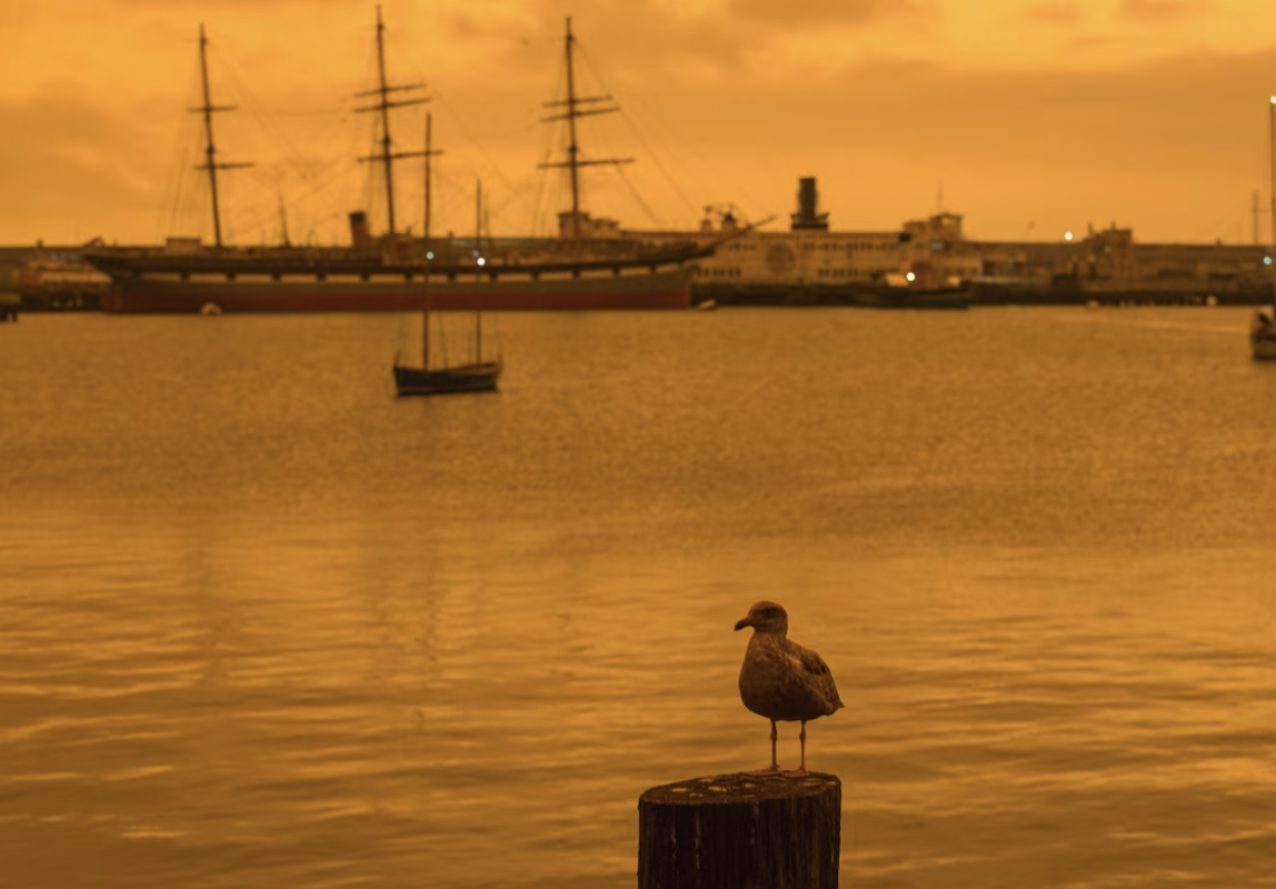 A seagull in this 2020 photo rests against a smoky backdrop in San Francisco | Jana Asenbrennerova