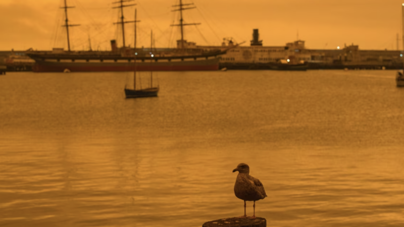 A seagull in this 2020 photo rests against a smoky backdrop in San Francisco | Jana Asenbrennerova