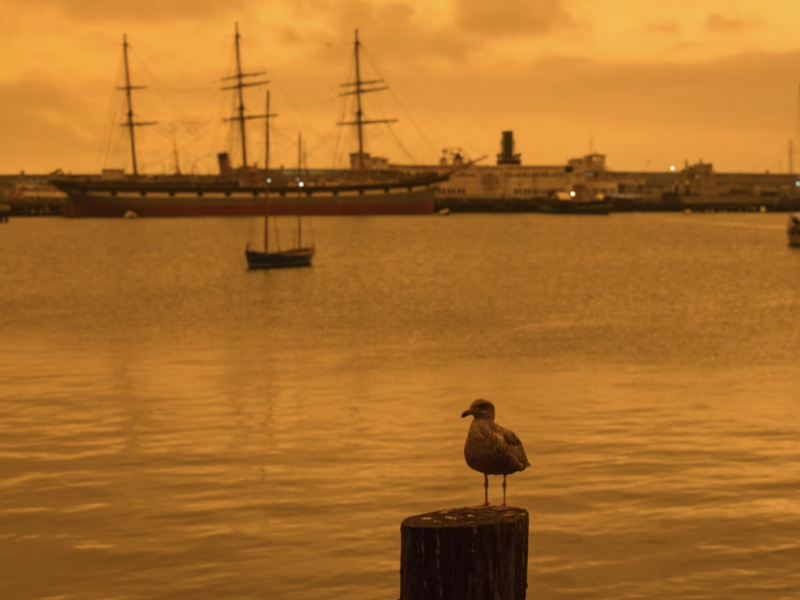 A seagull in this 2020 photo rests against a smoky backdrop in San Francisco | Jana Asenbrennerova