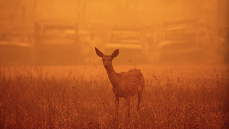A deer wanders in heavy smoke in front of a row of burned cars during the Dixie fire in Greenville, California on August 6, 2021 | Josh Edelson