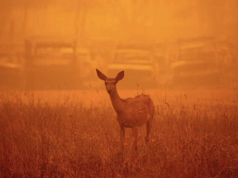 A deer wanders in heavy smoke in front of a row of burned cars during the Dixie fire in Greenville, California on August 6, 2021 | Josh Edelson