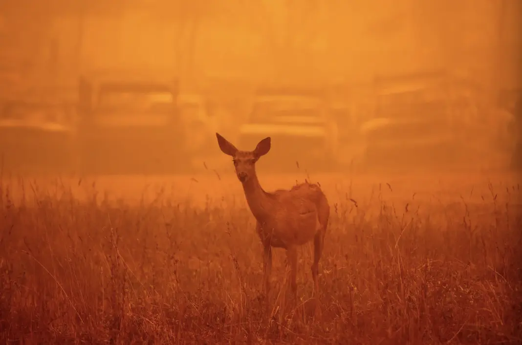 A deer wanders in heavy smoke in front of a row of burned cars during the Dixie fire in Greenville, California on August 6, 2021 | Josh Edelson