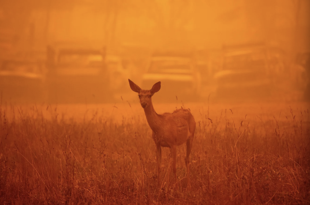 A deer wanders in heavy smoke in front of a row of burned cars during the Dixie fire in Greenville, California on August 6, 2021 | Josh Edelson