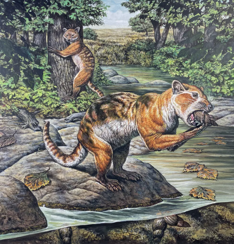 The Eoarctos vorax, a bear-raccoon-otter-like mammal that lived 32 million years ago in present-day North Dakota and had a taste for mollusks | Mark Hallett