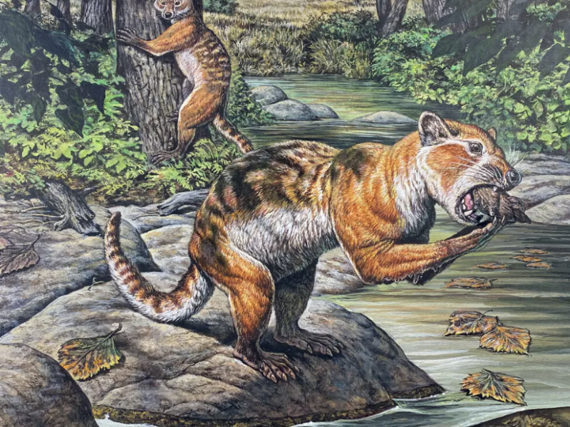 The Eoarctos vorax, a bear-raccoon-otter-like mammal that lived 32 million years ago in present-day North Dakota and had a taste for mollusks | Mark Hallett