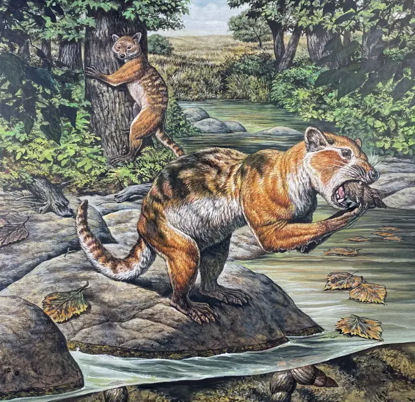 The Eoarctos vorax, a bear-raccoon-otter-like mammal that lived 32 million years ago in present-day North Dakota and had a taste for mollusks | Mark Hallett