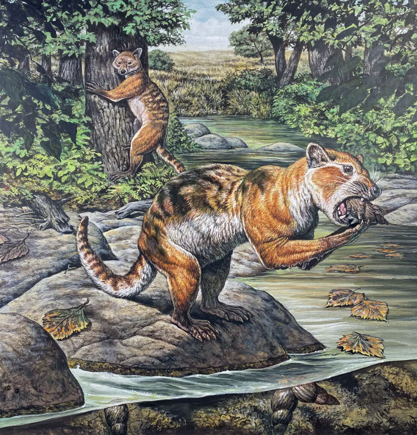 The Eoarctos vorax, a bear-raccoon-otter-like mammal that lived 32 million years ago in present-day North Dakota and had a taste for mollusks | Mark Hallett