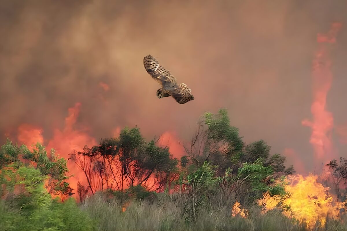 Project Phoenix uses community science to learn how smog and smoke affect birds