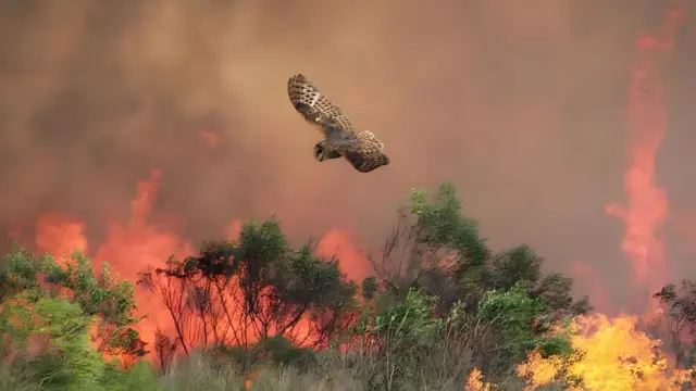 An owl flies away from flames and smoke rising from burning brush in a wildfire.