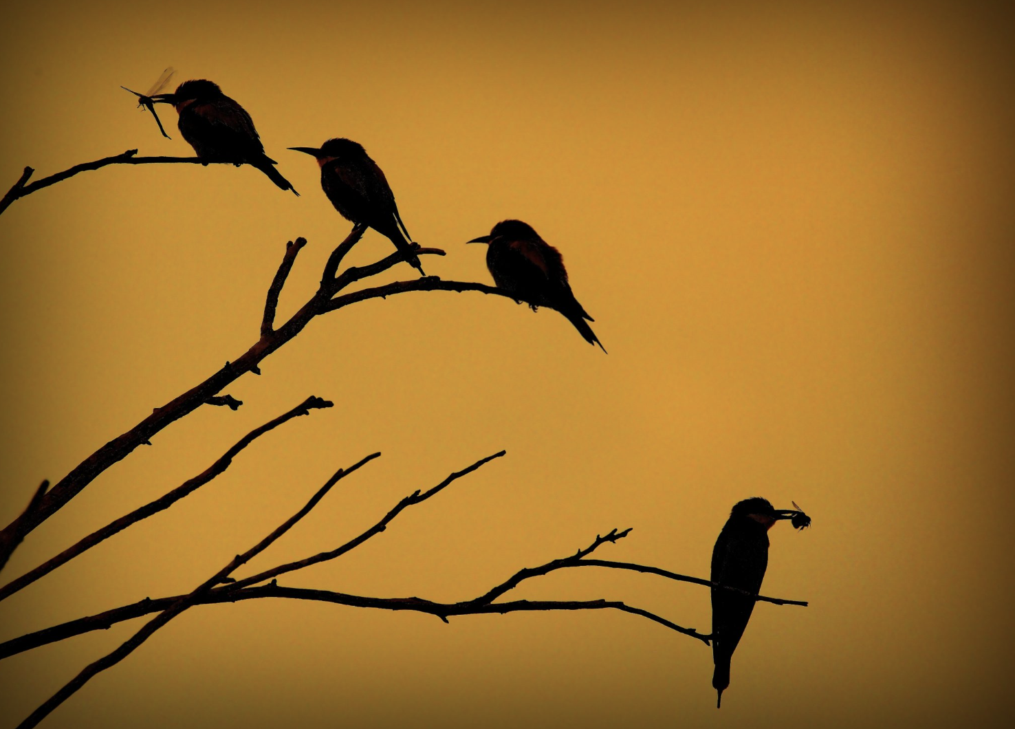 Project Phoenix Photo