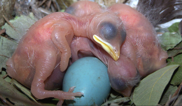 Common myna (Indian myna) chicks and egg | Shutterstock