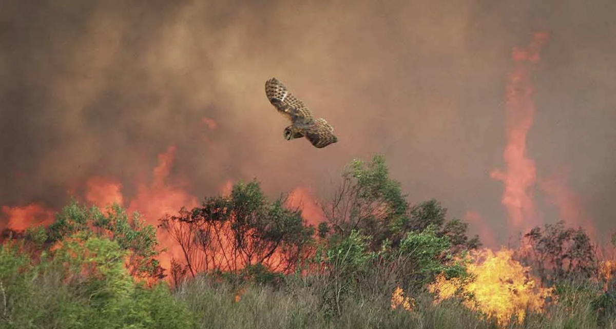 Owl flying away from a fire | Jeffrey Adams, National Wildlife Federation