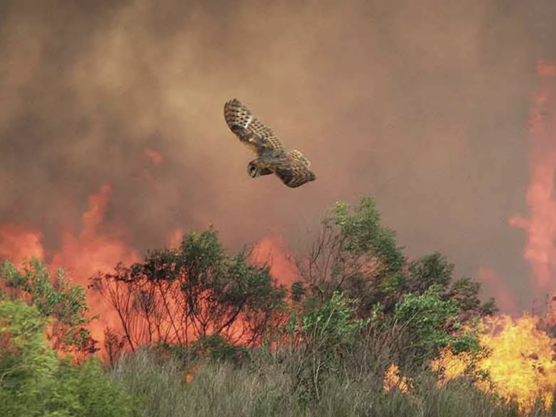 Owl flying away from a fire | Jeffrey Adams, National Wildlife Federation