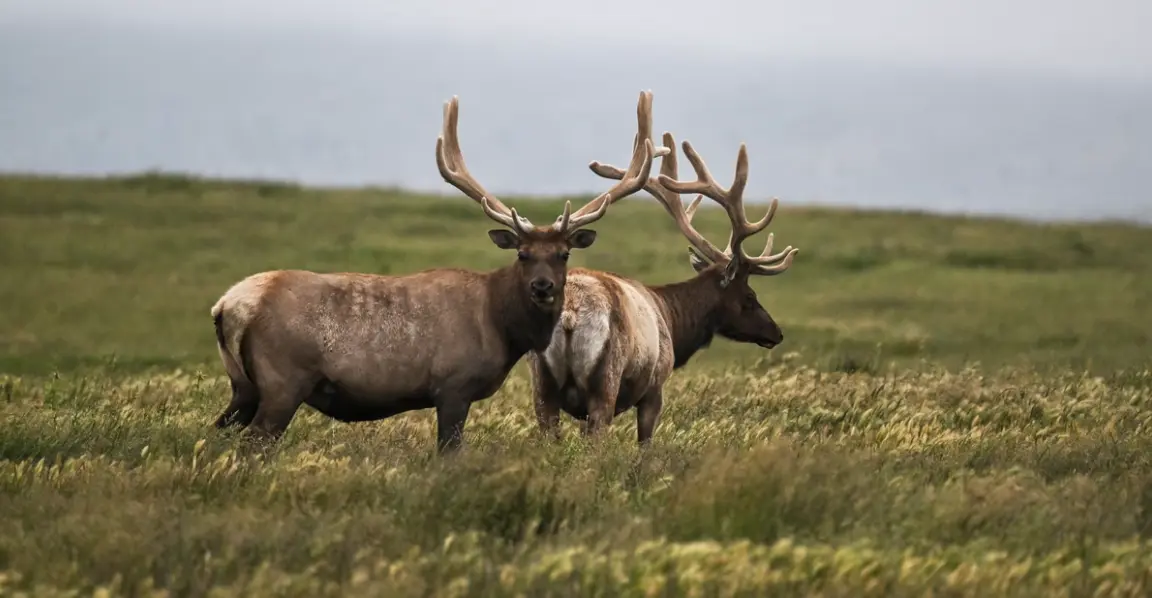 Mooses
