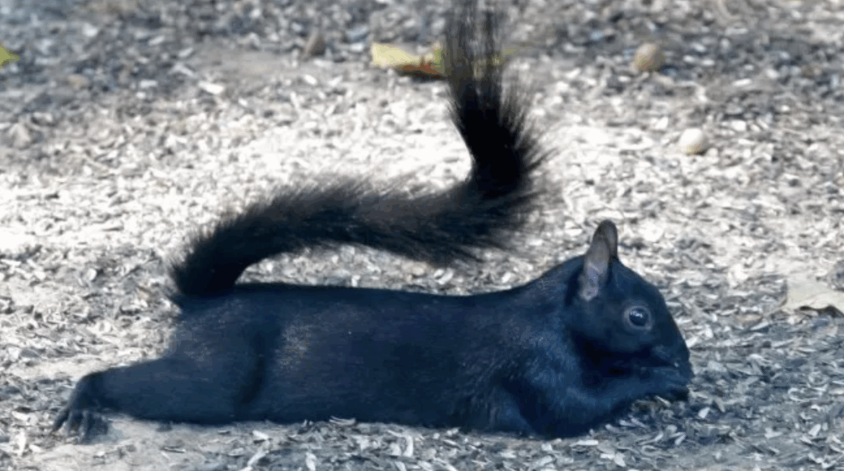 Squirrel laying down, splooting
