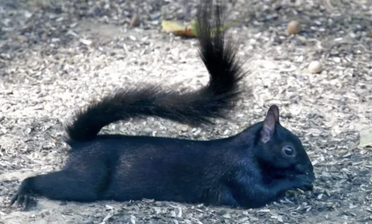 Squirrel laying down, splooting