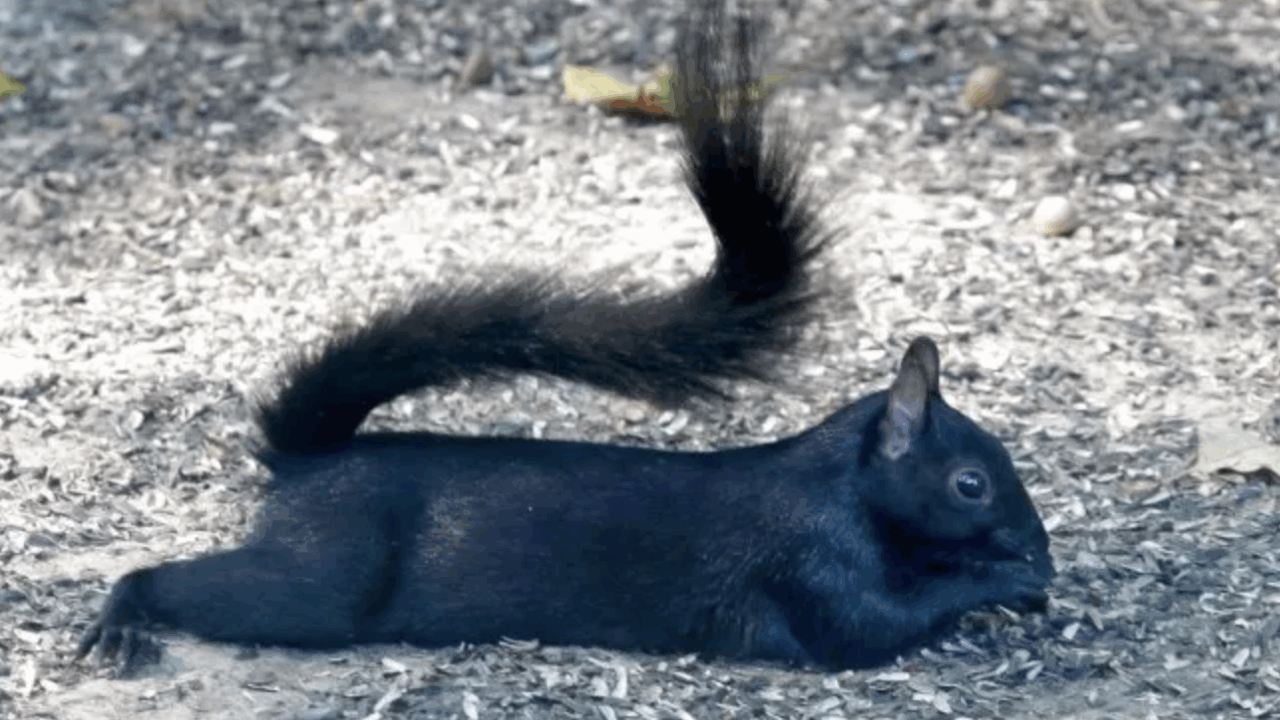 Squirrel laying down, splooting