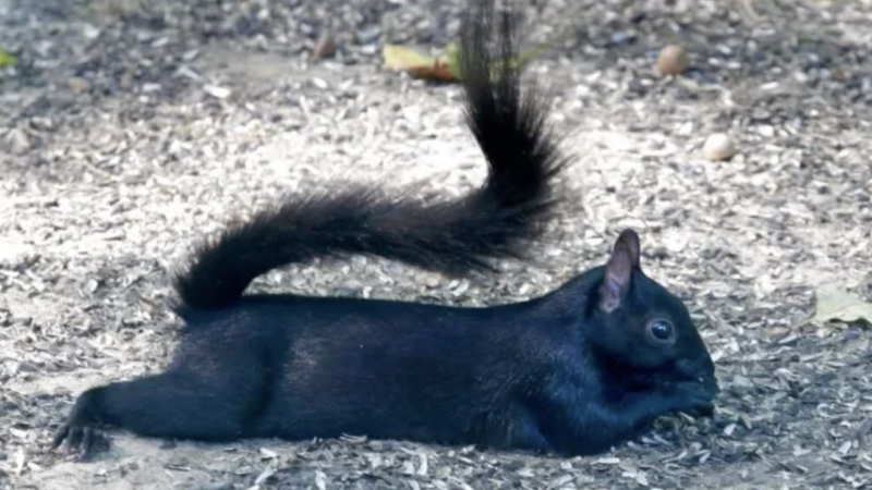 Squirrel laying down, splooting