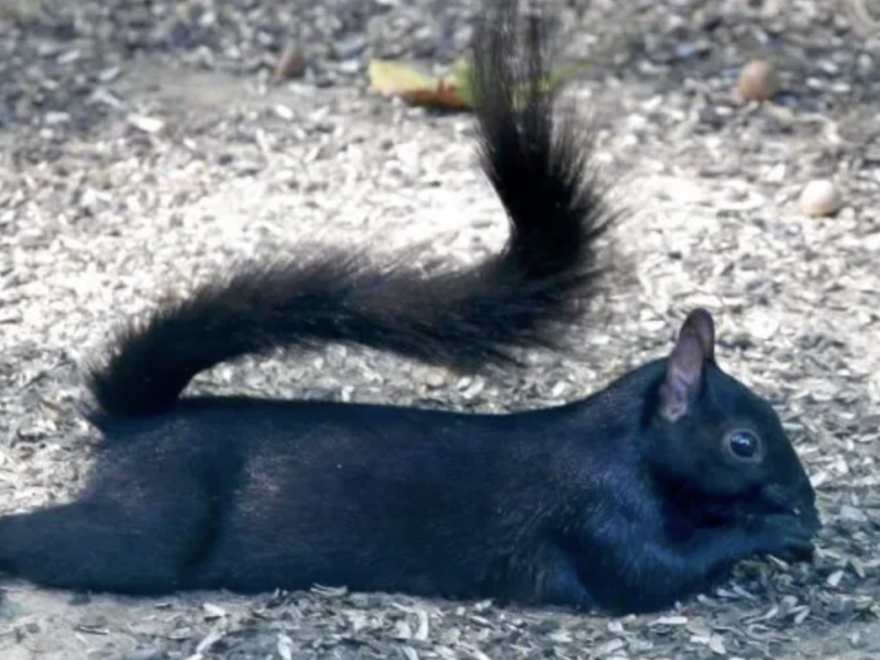 Squirrel laying down, splooting