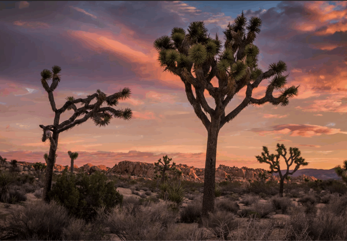 Sunset at Joshua Tree National Park | Getty Images