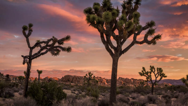 Sunset at Joshua Tree National Park | Getty Images