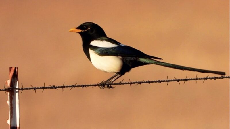 Yellow-billed Magpie, California magpie | Nurit Katz, UCLA