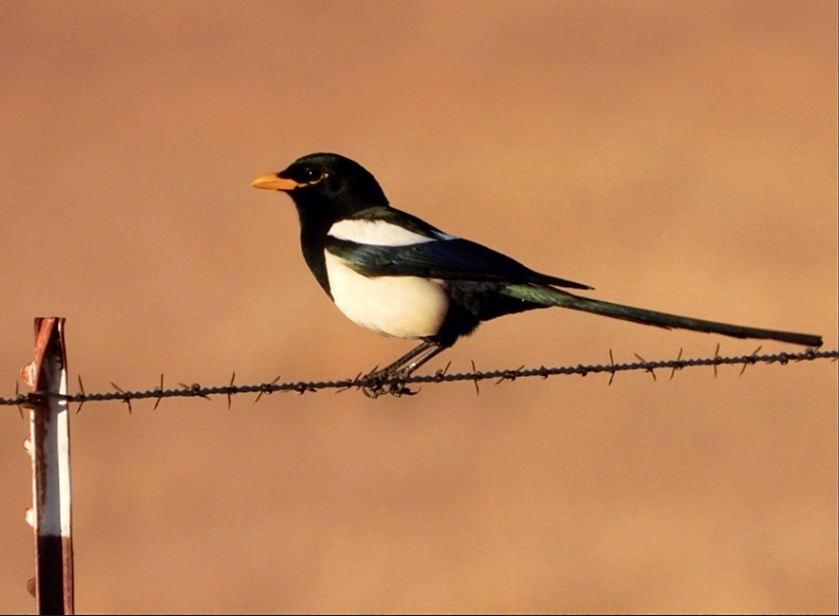 Yellow-billed Magpie, California magpie | Nurit Katz, UCLA
