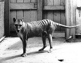 thylacine