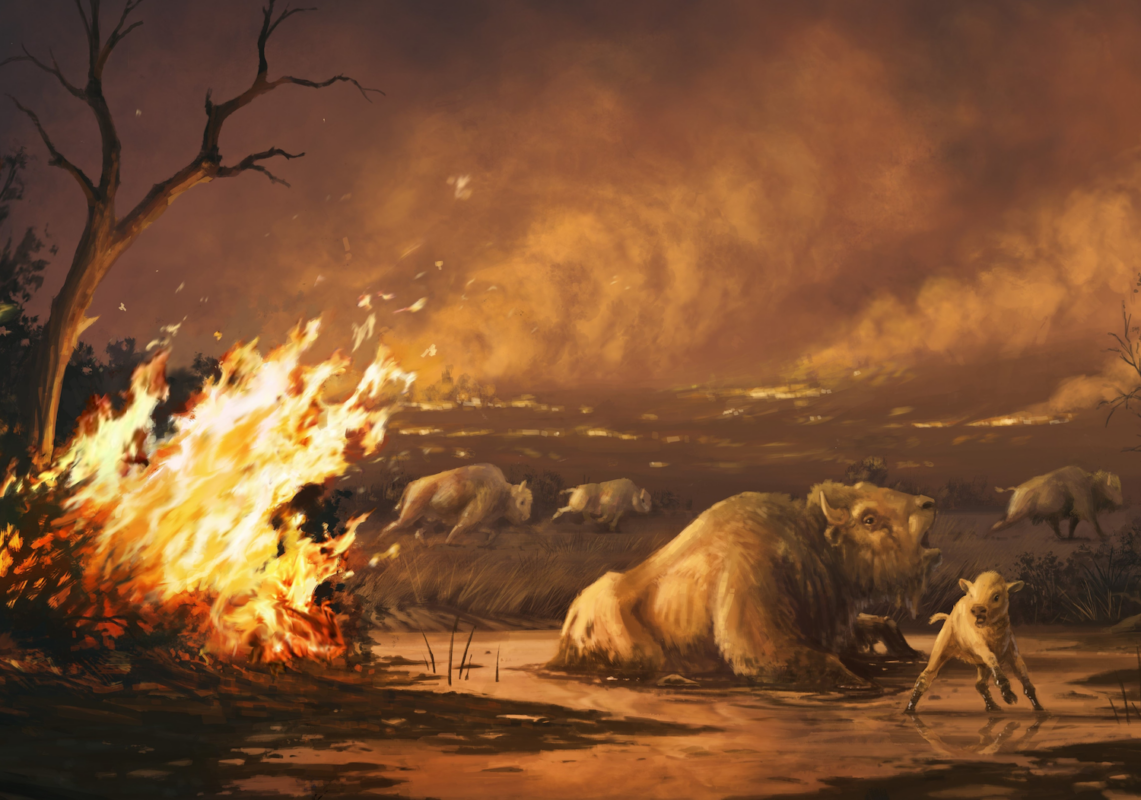 Illustration of bison entrapped in asphalt as wildfires rage - illustration by Cullen Townsend