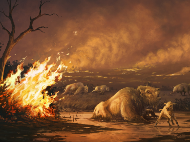 Illustration of bison entrapped in asphalt as wildfires rage - illustration by Cullen Townsend