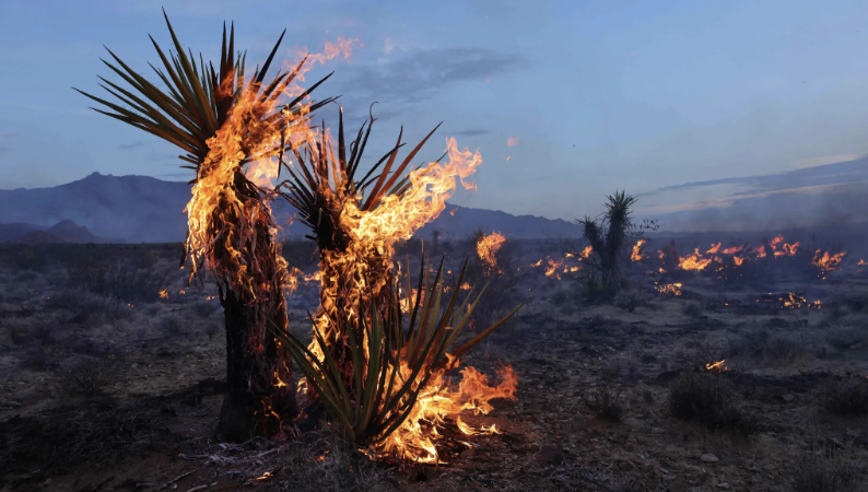 Vegetation that has benefited from California’s abundant snow and rainfall this year has provided fuel for the fire. Yuccas burn during the York fire in the Mojave National Preserve on July 30 | David Swanson, Getty Images