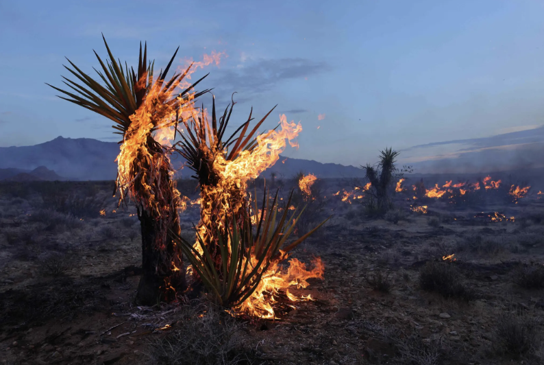 Vegetation that has benefited from California’s abundant snow and rainfall this year has provided fuel for the fire. Yuccas burn during the York fire in the Mojave National Preserve on July 30 | David Swanson, Getty Images