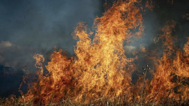 Fire, wildfire, burning | public domain