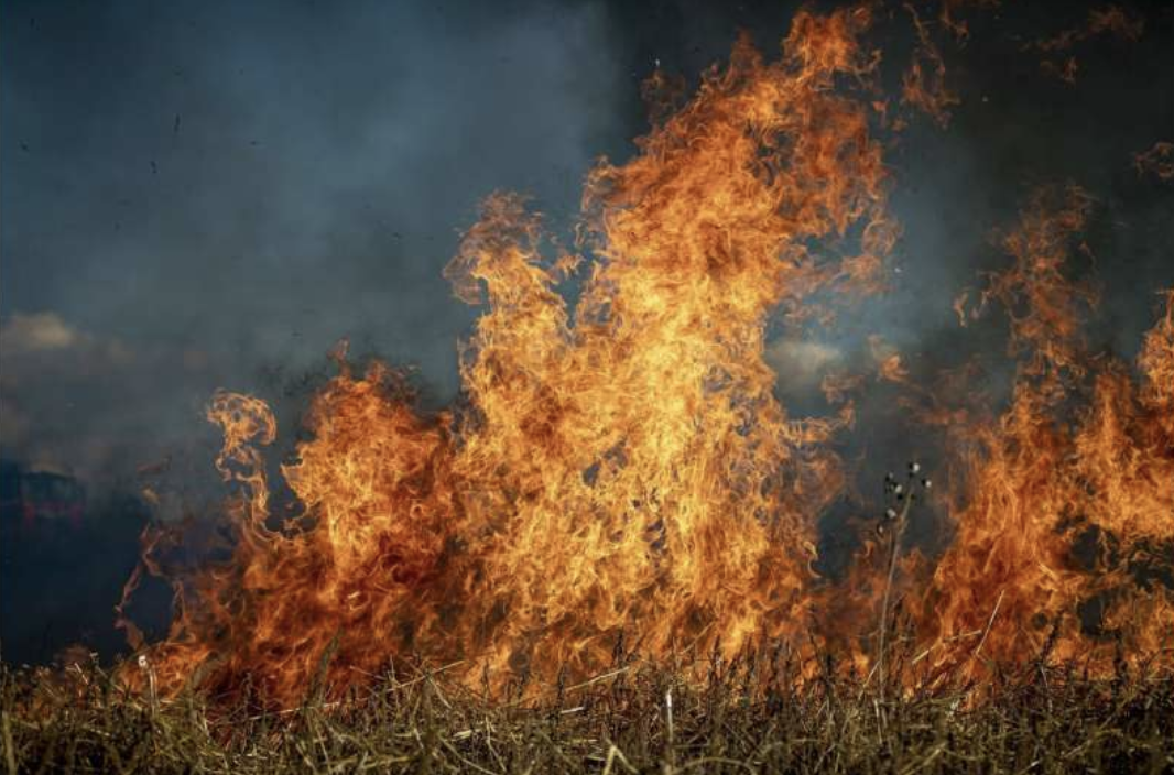 Fire, wildfire, burning | public domain