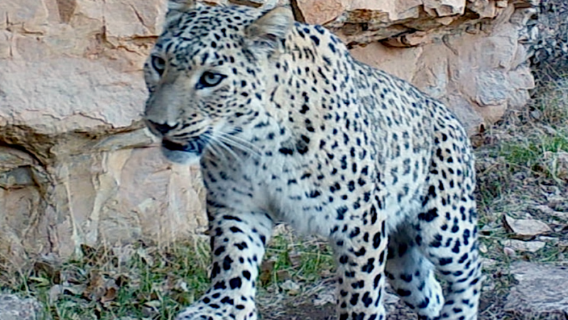 Female Persian leopard. 2023 Pritzker Award Finalist Hana Raza rediscovered the Persian Leopard in Iraq in 2011. | Photo by Hana Raza