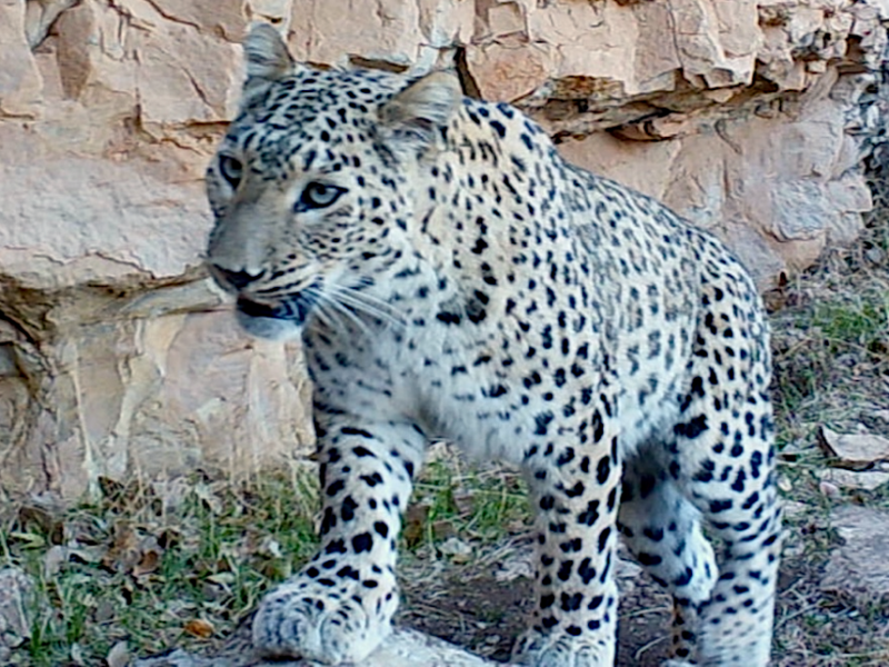 Female Persian leopard. 2023 Pritzker Award Finalist Hana Raza rediscovered the Persian Leopard in Iraq in 2011. | Photo by Hana Raza