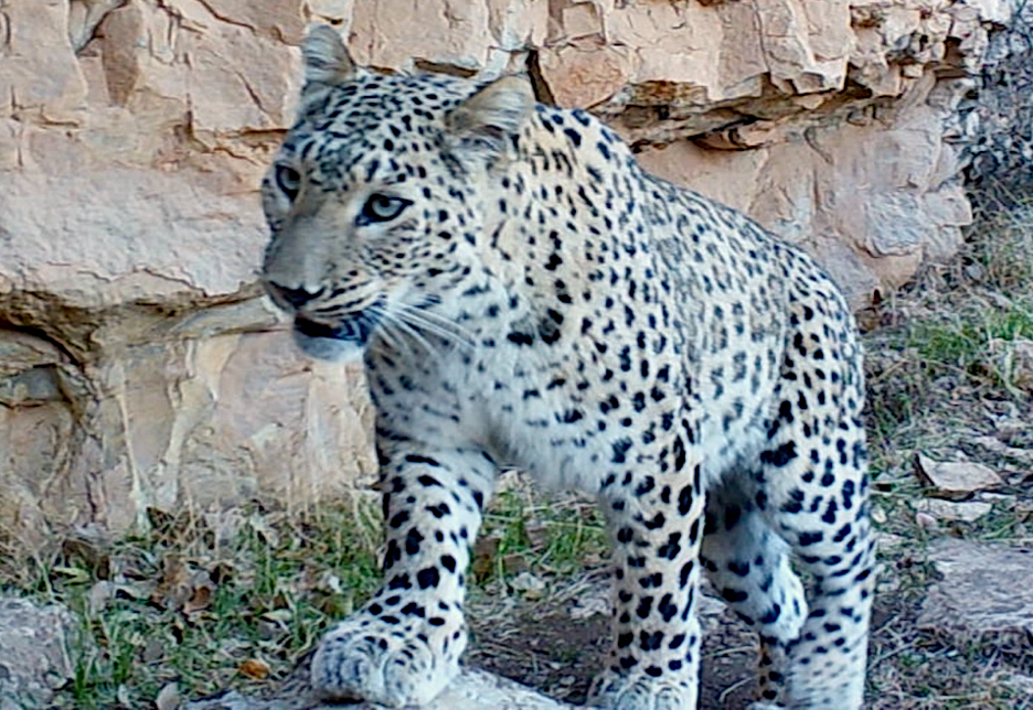 Female Persian leopard. 2023 Pritzker Award Finalist Hana Raza rediscovered the Persian Leopard in Iraq in 2011. | Photo by Hana Raza