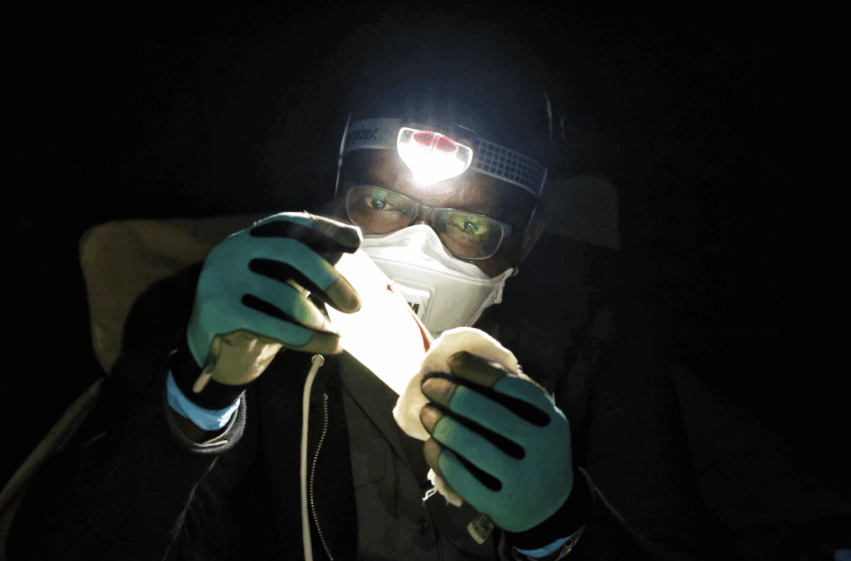Tanshi examines a bat's wing to determine its age after capture in the Afi Mountain Wildlife Sanctuary