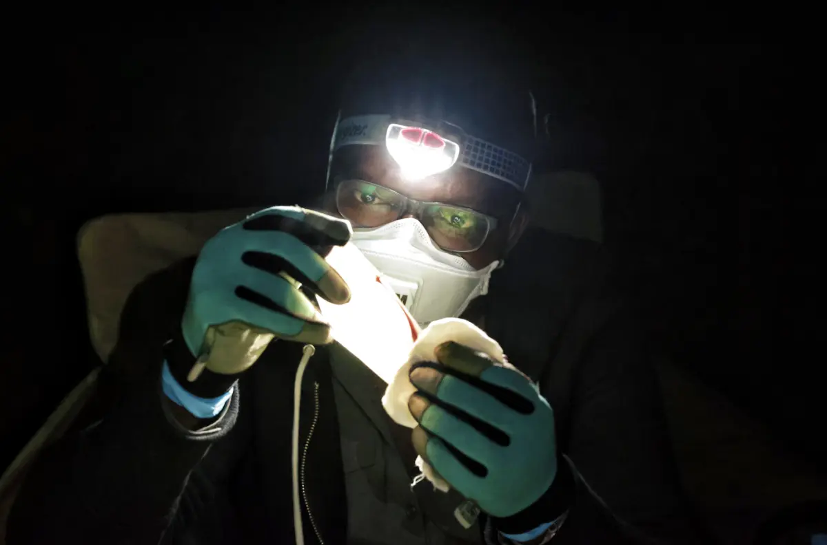 Tanshi examines a bat's wing to determine its age after capture in the Afi Mountain Wildlife Sanctuary